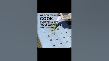 20% OFF Biodegradable Film in APP ONLY!! Comment APP and I’ll DM the link