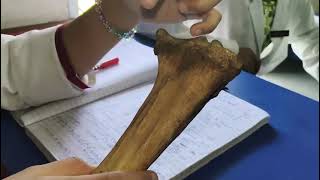 Tibia bone (English) , veterinary anatomy,  #VETERINARY #ANATOMY #NDVSU 