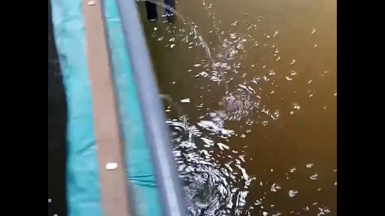 Tebar udang vaname air tawar kolam terpal... 2 