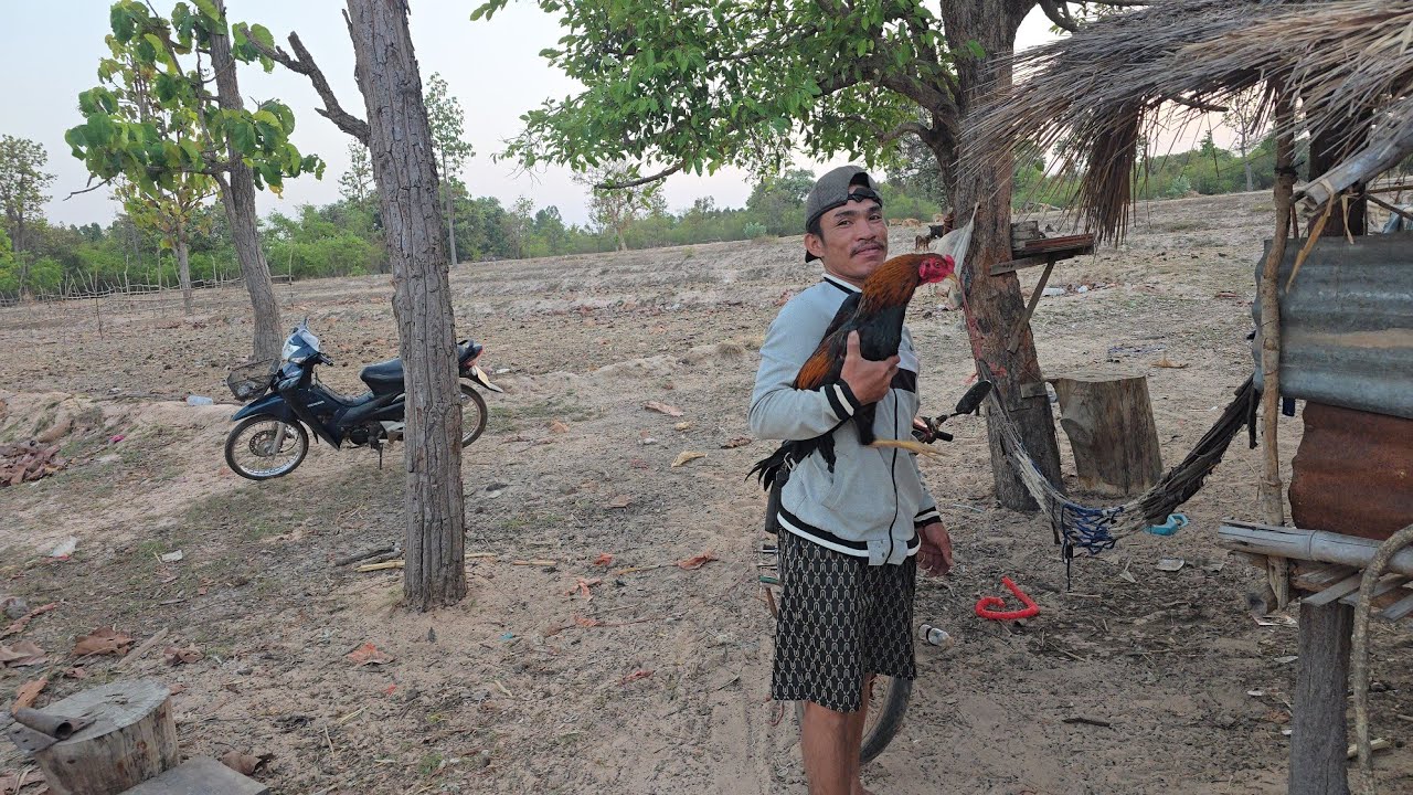 #ผัวอิสีชิหันไปเล่นไก่ตีติตาเงี่ยงหาอาหารเเลงสู่ลูกเมียกิน