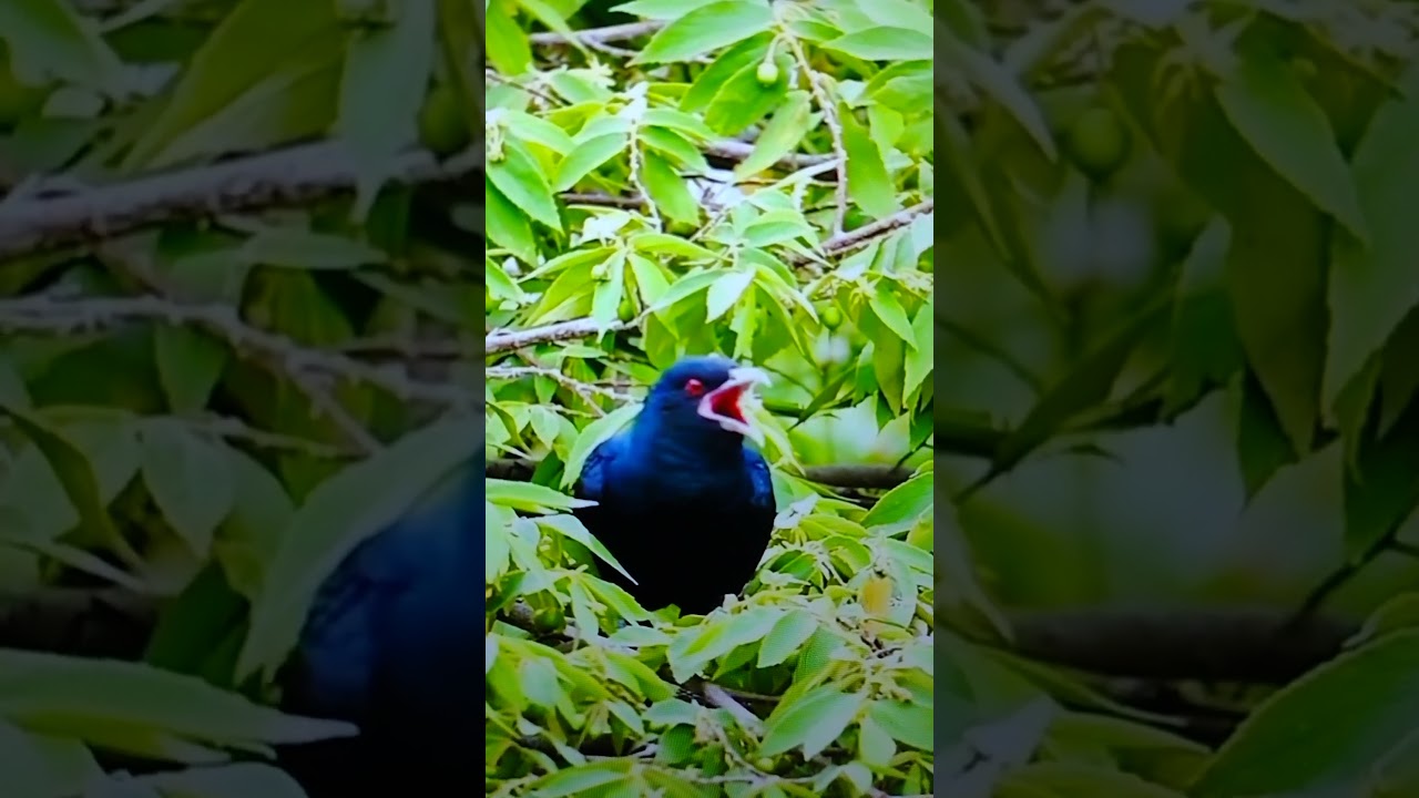 Singing Asian Koel bird.