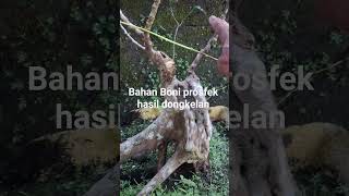 ID bahan Bonsai Boni prosfek #bonsaibali