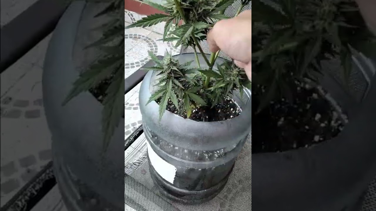 Chocolope 3 Meses desde su Germinacion de MilodonSeed