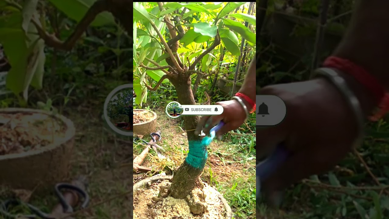 blackboard tree |Devil bonsai tree