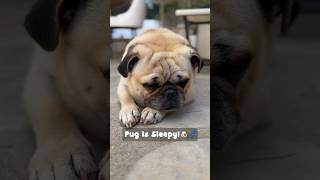 Cute Pug Caught Snoring!