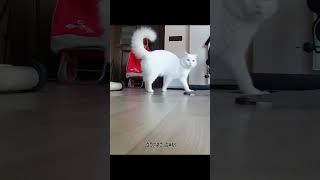 white cat playing fast #cat #funny