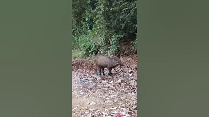 Hunting Wild Boar in the City 😂😱 #shorts #shortvideo #wildboar