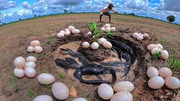 WOW unique!  catch fish and pick duck eggs in rice field near the road by hand fishing skills