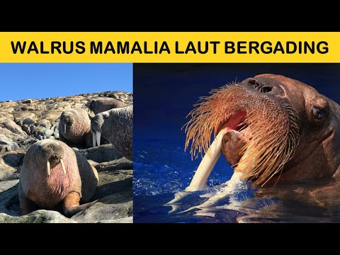 Video: Apakah gading walrus?