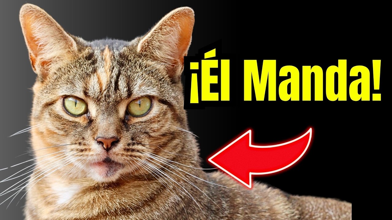 14 señales de que tu gato te ha DOMESTICADO POR COMPLETO | ¡Estás a su servicio!