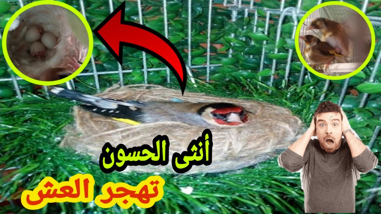 أهم الأسباب التي تجعل أنثى الحسون تهجر العش و الحل لهذا المشكل