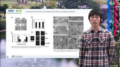 PC12 Cells that have neuronal properties in culture condition