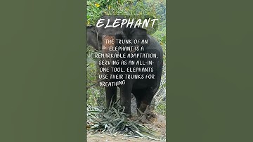 The Majestic Trunk: Unlocking the Wonders of the Elephant