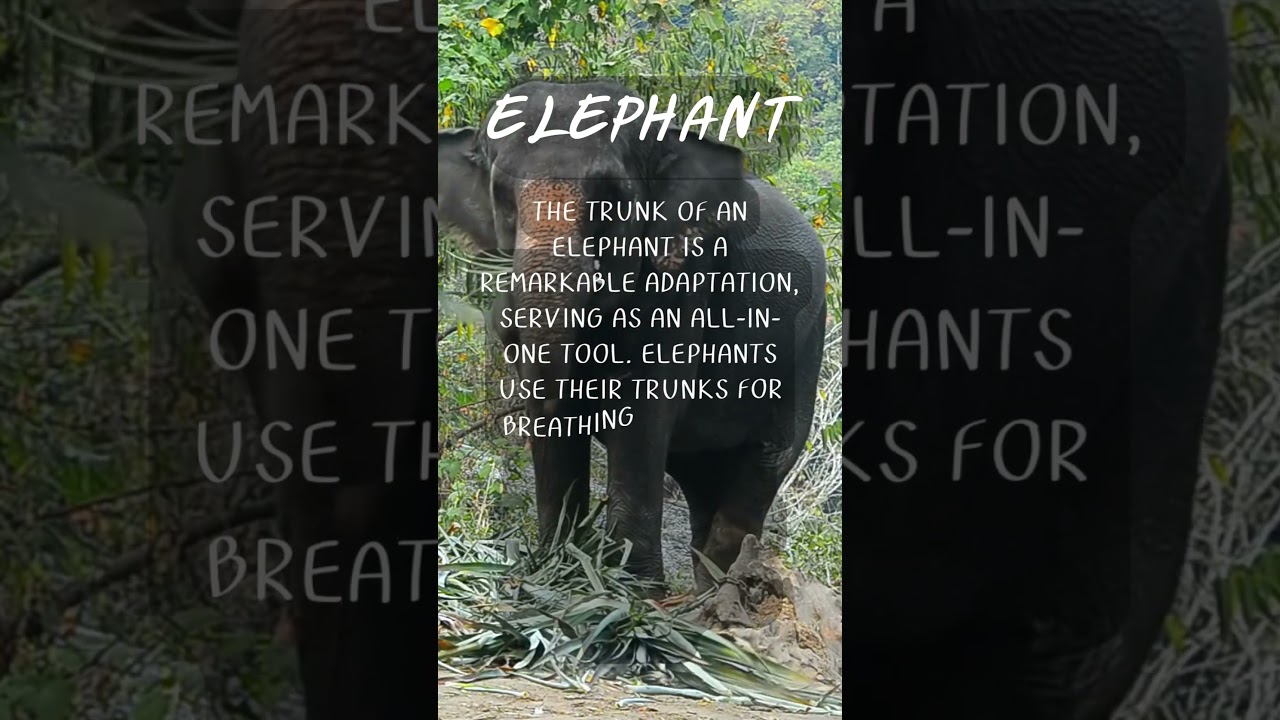 The Majestic Trunk: Unlocking the Wonders of the Elephant's Extraordinary Tool