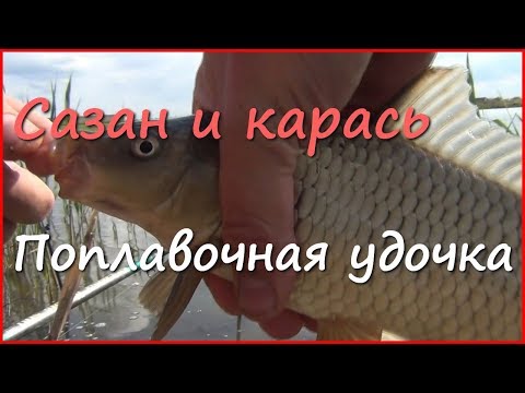 Рыбалка на карася и сазана весной в Краснодарском Крае