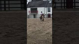 flatwork training with Colta x