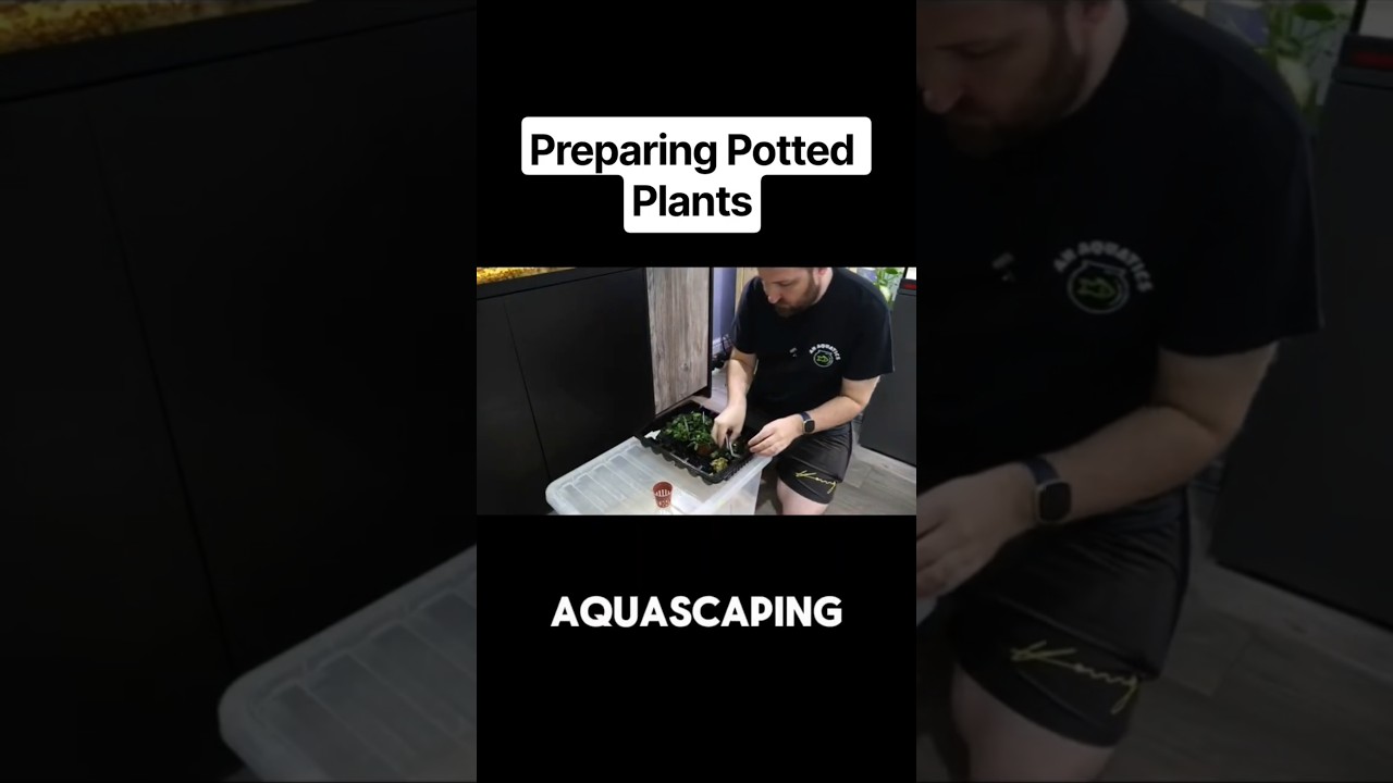 How to Prepare Aquarium Plants (Before You Plant Them!)