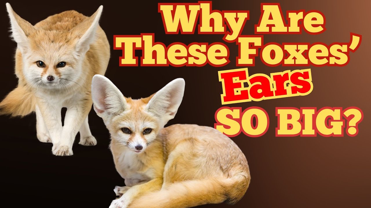 How Its ENORMOUS Ears Help The Fennec Fox Survive - YouTube