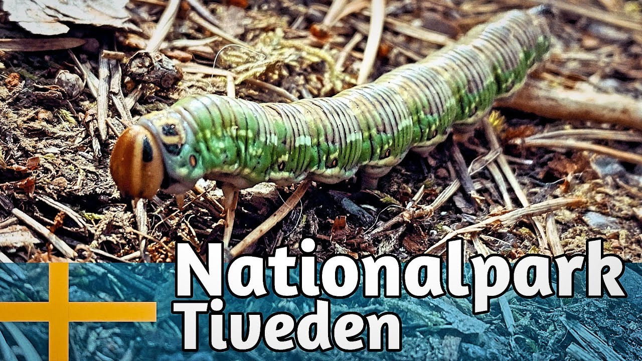 Nationalpark Tiveden: Ein Ausflug in typisch Schwedische Urwald-Landschaft. Wald & See Wanderung.