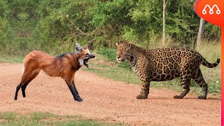 Jaguar Guara Kurdu İle Taniştiğinda