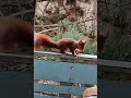 Was nicht schmeckt, schmeiß ich weg#eichhörnchen #squirrel