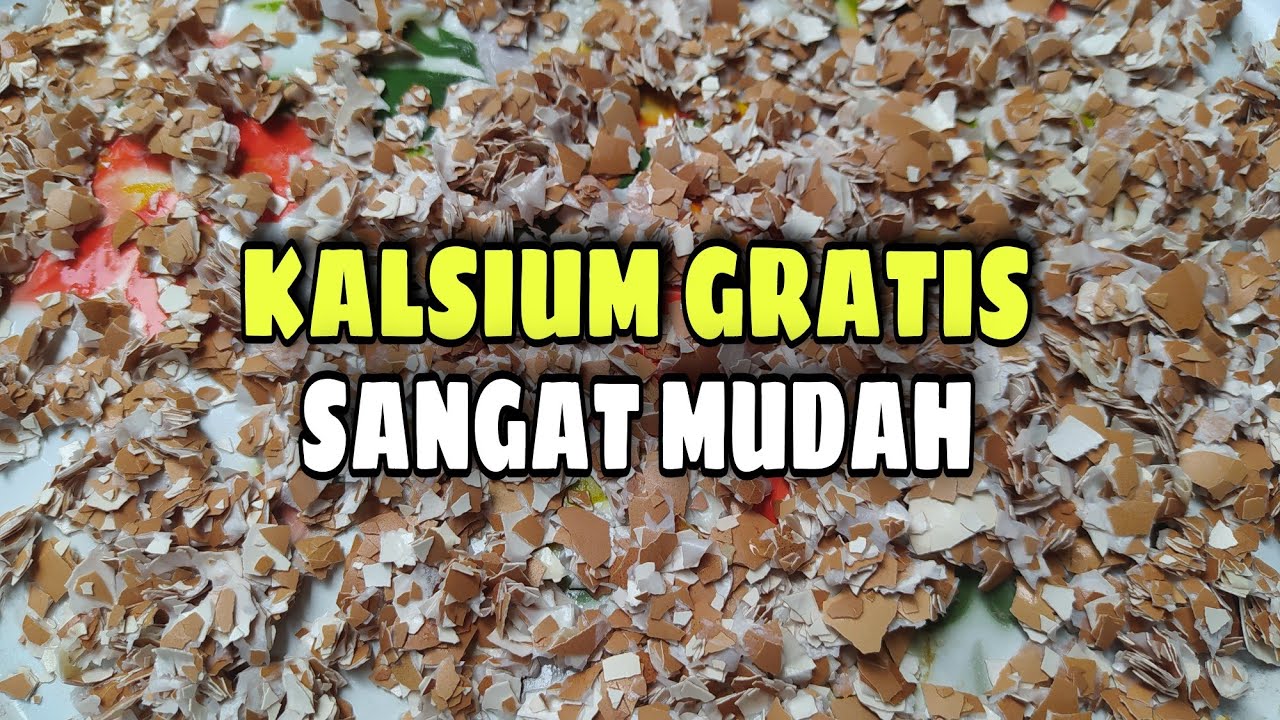 Cara Membuat Kalsium Ayam Petelur Gratis dari Limbah Dapur