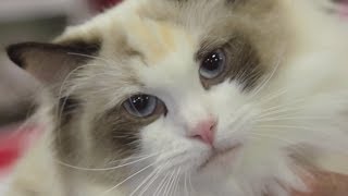 Ragdoll Cats: Meet the Breed with Petco