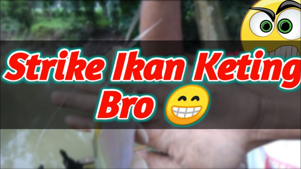 Strike Ikan Keting😁