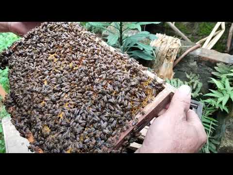 NGUYÊN NHÂN ĐÀN ONG MẬT CÓ 2 CHÚA