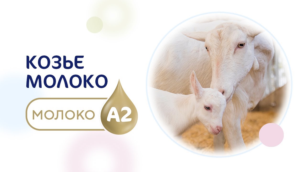 Козье молоко А2 для комфортного пищеварения. - YouTube