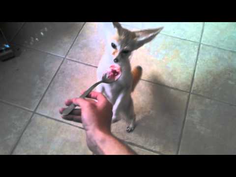 The dancing fox.
