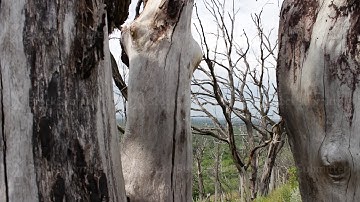 Dead dead tree in the forest. Slider dolly shooting. Global warming, climate change. Trees perish in