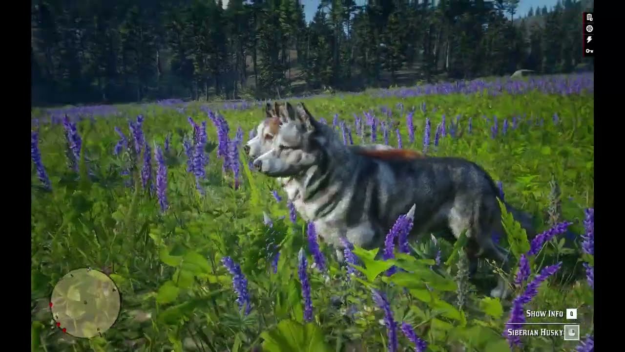 All Dog Breeds and Coats | Red Dead Redemption 2