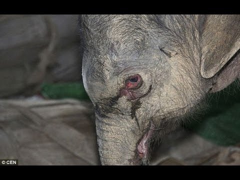 RAW: Baby Elephant Cries For 5 Hours Stomped and Kicked by Mom FULL