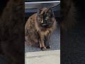 #cat chat chaton story cat animaux# Narbonne قط هر nature jardin extérieur routes village