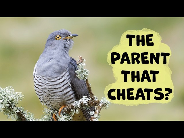 How Does Brood Parasite Bird Learn Behavior: Fascinating Insights