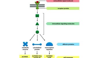 Ch16 cell signaling intro