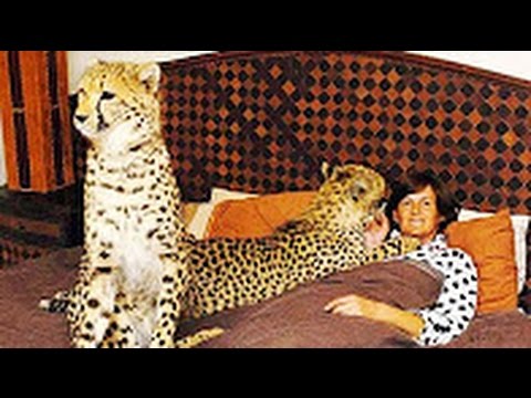 Video: Azijski Gepardi Na Robu Izumrtja, Le 50 Preostalih Na Svetu