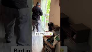 “Hes Not Scared” ? bird in the house funny fyp foryou bird viral wildlife