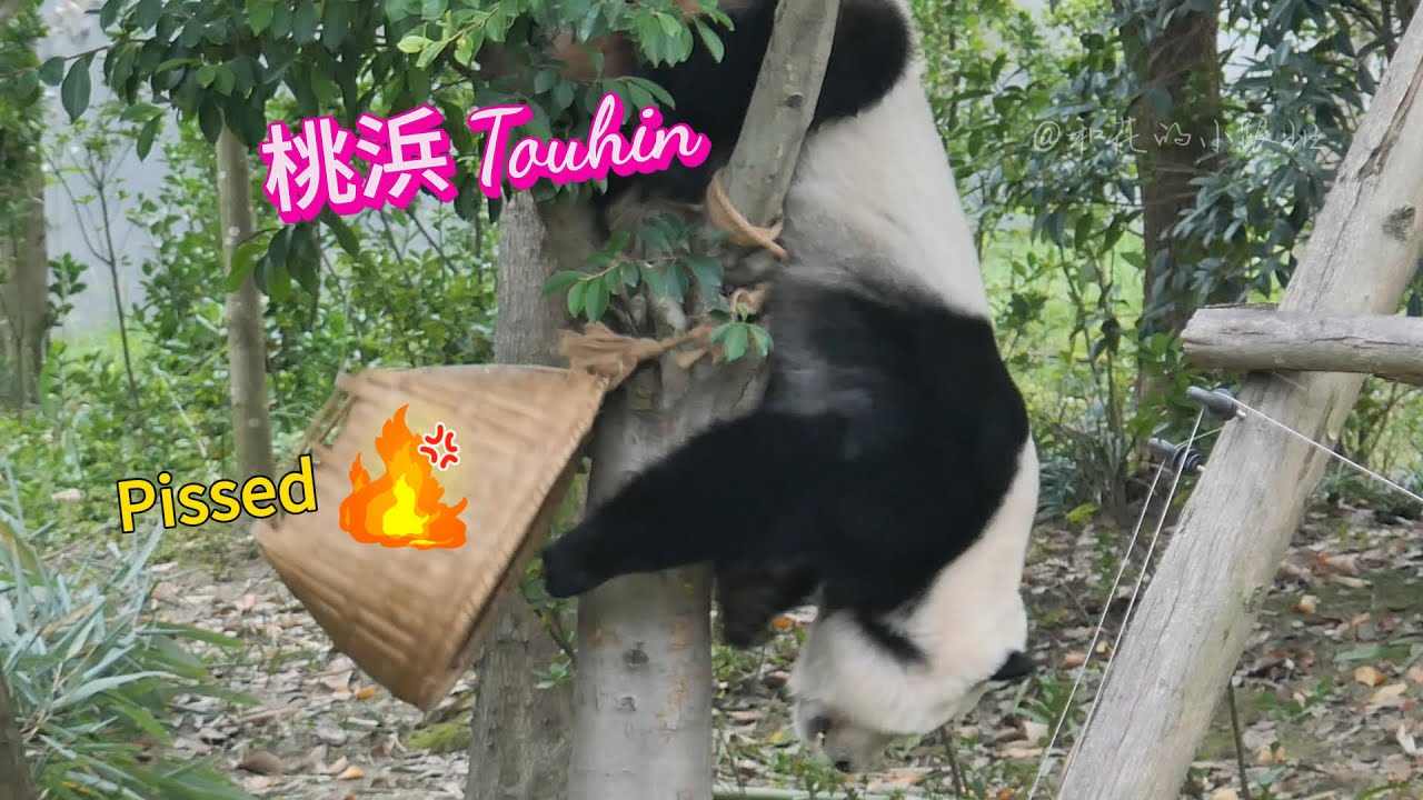 【Episode 18】Touhin falls off the tree and gets very pissed off 成都に住むパンダ姉妹「桜浜（おうひん）」と「桃浜（とうひん）」の生活