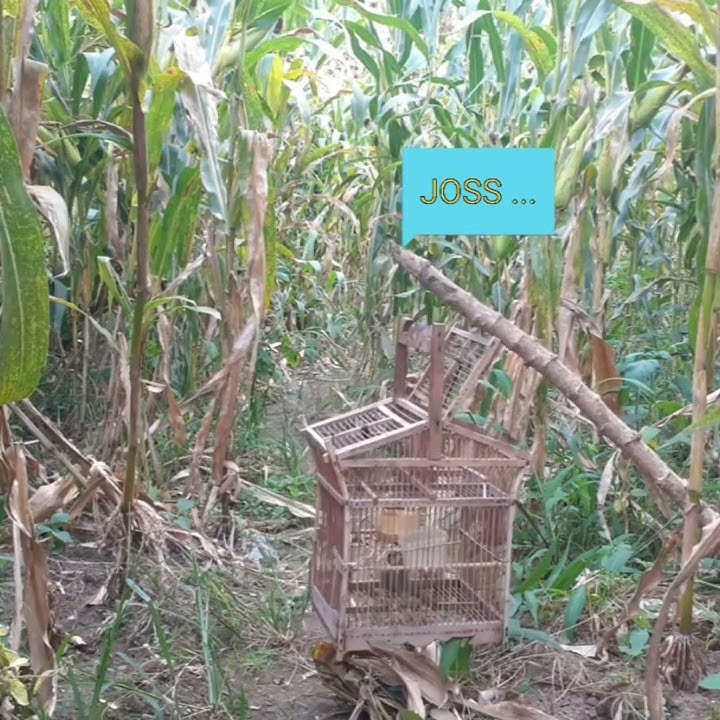 mikat ciblek semi di kebun jagung#ws channel1076#Part12