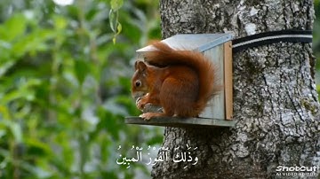 سورة الزمر. قُلْ إِنِّىٓ أَخَافُ إِنْ عَصَيْتُ رَبِّى عَذَابَ يَوْمٍ عَظِيمٍۢ