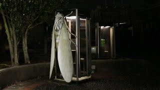 電話ボックスに巨大なセミ