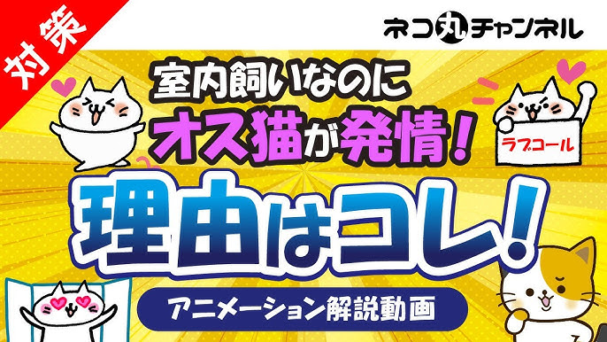 オス猫の発情期が始まる理由とスプレー行動の意味は 発情期で気をつけるポイント Youtube オス猫の発情期が始まる理由とスプレー行動の意味は 発情期で気をつけるポイント Youtube