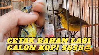 BEGINI‼️Cara saya merawat Sogon bahan ombyokan cepat bunyi‼️