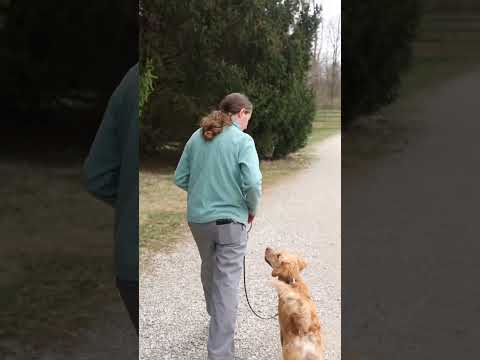 فيديو: إتقان إشارات تدريب الكلاب