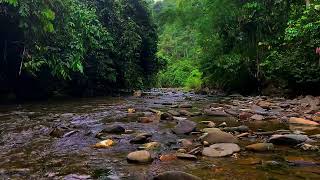 FOREST SOUNDS for sleeping - WATER SOUNDS for sleeping - relaxing RIVER SOUNDS