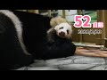 【パンダの赤ちゃん】遊びたい欲 vs 睡魔（52日齢）