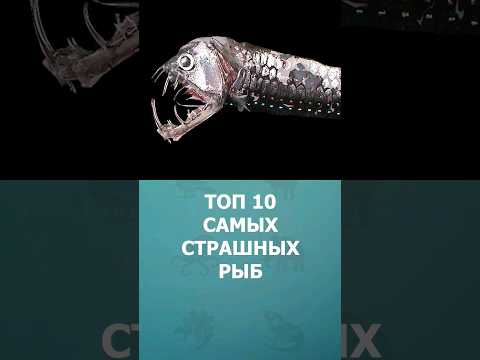 Топ-10 самых страшных рыб в мире #шорт #шортс #топ10 #ютубшортс #рыбы #комарик #познавательное