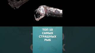 Топ-10 самых страшных рыб в мире #шорт #шортс #топ10 #ютубшортс #рыбы #комарик #познавательное